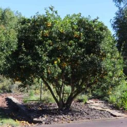 Hardy Orange Tree 'Flying Dragon' -Green Plant Store Flying Dragon Trifoliate orange 11 FGT