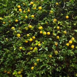 Hardy Orange Tree 'Flying Dragon' -Green Plant Store Flying Dragon Trifoliate orange 2