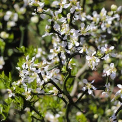 Hardy Orange Tree 'Flying Dragon' -Green Plant Store Flying Dragon Trifoliate orange 3 FGT
