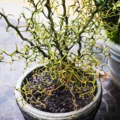 Hardy Orange Tree 'Flying Dragon' -Green Plant Store Flying Dragon Trifoliate orange 7