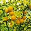 Hardy Orange Tree 'Flying Dragon' 2 Hardy Orange Tree 'Flying Dragon' -Green Plant Store Flying Dragon Trifoliate orange FGT 600x600 01172a27 1707 4e05 99b7 c2188e0645c2