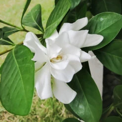 Four Seasons Gardenia Shrub -Green Plant Store FourSeasons Gardenia 2