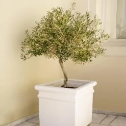 Frantoio Olive Tree 8 Frantoio Olive Tree -Green Plant Store Frantoio Olive FGT