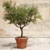 Frantoio Olive Tree 2 Frantoio Olive Tree -Green Plant Store Frantoio Olive FGT 600x600 ae78b264 02f3 4f9c a62c 4757ae262c9c