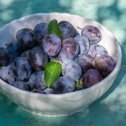 French Prune Tree 9 French Prune Tree -Green Plant Store French Prune Plum 3