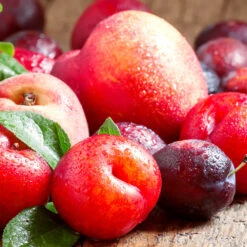 Green Plant Store -Green Plant Store Fruit Cocktail Tree 4 992aa92b fe89 4ff7 8da3 a218793d045a