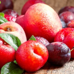 Green Plant Store 27 Fruit Cocktail Tree