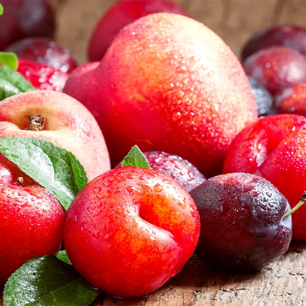 Fruit Cocktail Tree 3 Fruit Cocktail Tree