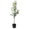 Fuji & Haralson Twisted Apple Tree 2 Fuji & Haralson Twisted Apple Tree -Green Plant Store Fuji Haralson Twisted Apple Tree 600x600 73b8c5c4 a870 4777 abbd 685802f1e817