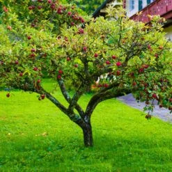 Fuji Apple Tree - USDA Organic -Green Plant Store Fuji Apple 6