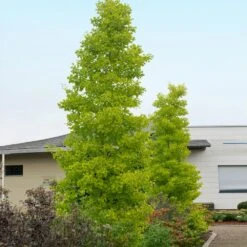 Goldspire™ Ginkgo Tree -Green Plant Store GOldspire Ginkgo Tree 2 FGT