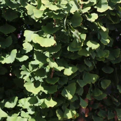 Goldspire™ Ginkgo Tree -Green Plant Store GOldspire Ginkgo Tree 8