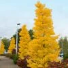 Goldspire™ Ginkgo Tree 1 Goldspire™ Ginkgo Tree -Green Plant Store GOldspire Ginkgo Tree FGT 600x600 7823bbd2 a0a0 4e3e 97ee 180c7afa68ba