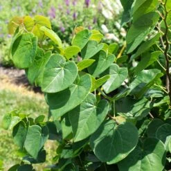 Garden Gems® Emerald Redbud Tree 8 Garden Gems® Emerald Redbud Tree -Green Plant Store Garden Gems Emerald 1