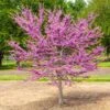 Garden Gems® Emerald Redbud Tree -Green Plant Store Garden Gems Emerald FGT 600x600 d1ef7a36 461c 405e b528 c0ebf54f8deb