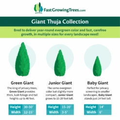 Junior Giant Thuja Tree 11 Junior Giant Thuja Tree -Green Plant Store GiantThujaCollectionGraphic 46da212d 75c4 4b15 9d43 0f7dc11664cd