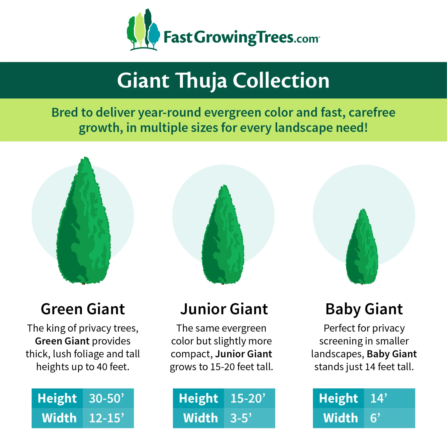 Junior Giant Thuja Tree 7 Junior Giant Thuja Tree - Image 5