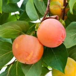 Giant Fuyu Persimmon Tree -Green Plant Store Giant Persimmon 1