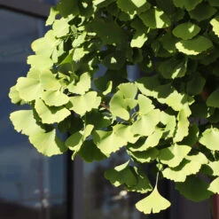 Ginkgo Tree -Green Plant Store Ginkgo Biloba 5