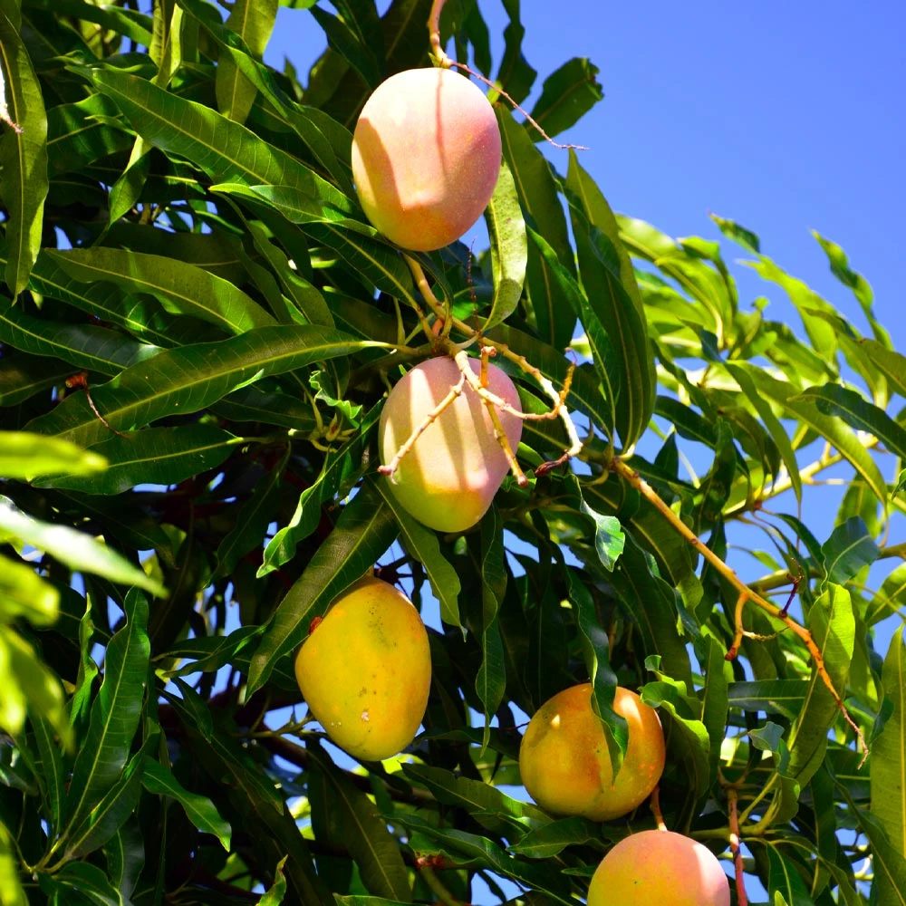 Salsa Kit 6 Salsa Kit - Image 4