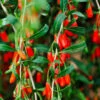 Goji Berry -Green Plant Store Goji Berry FGT 600x600 09616a89 c739 4c98 a2f5 b475ff0711b2