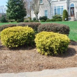 Gold Mop Cypress -Green Plant Store Gold Mop Cypress 1 FGT