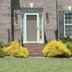 Gold Mop Cypress -Green Plant Store Gold Mop Cypress 2 FGT