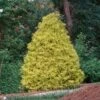 Gold Mop Cypress 1 Gold Mop Cypress -Green Plant Store Gold Mop Cypress FGT 600x600 7ae4290d b9f2 42d1 96a0 ea2d945d9e94