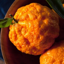 Gold Nugget Mandarin Tree -Green Plant Store Gold Nugget Manderine Tree 4 FGT