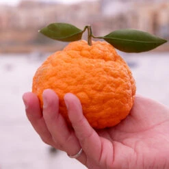 Gold Nugget Mandarin Tree -Green Plant Store Gold Nugget Manderine Tree 7