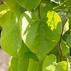 Golden Falls® Redbud Tree 9 Golden Falls® Redbud Tree -Green Plant Store Golden Falls Redbud 2