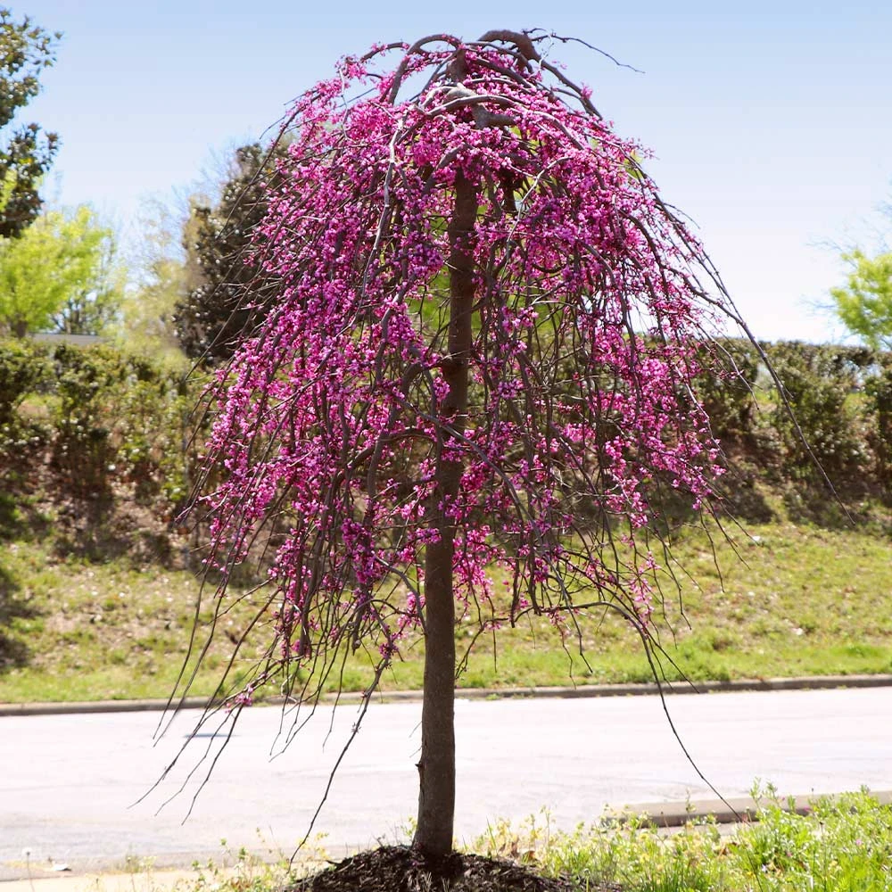 Golden Falls® Redbud Tree 7 Golden Falls® Redbud Tree - Image 5
