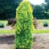 Golden Falls® Redbud Tree -Green Plant Store Golden Falls Redbud 600x600 a882b66d db87 4959 aab9 4e0f0c68ac07