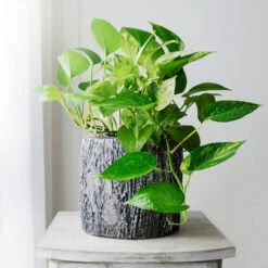 Boho House Plant Kit -Green Plant Store Golden Pothos 1 BB