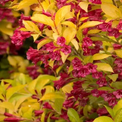Golden Jackpot® Weigela Shrub -Green Plant Store Golden jackpot Weigela 2
