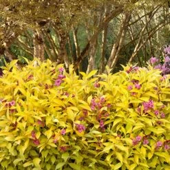 Golden Jackpot® Weigela Shrub -Green Plant Store Golden jackpot Weigela 3