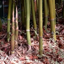 Graceful Bamboo 8 Graceful Bamboo -Green Plant Store Graceful Bamboo 3 FGT