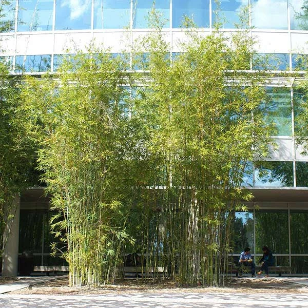 Graceful Bamboo 3 Graceful Bamboo