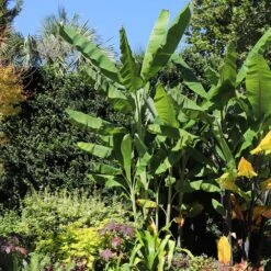 Grand Nain 'Naine' Banana Tree -Green Plant Store Grand Naine Nain Banana 7 FGT