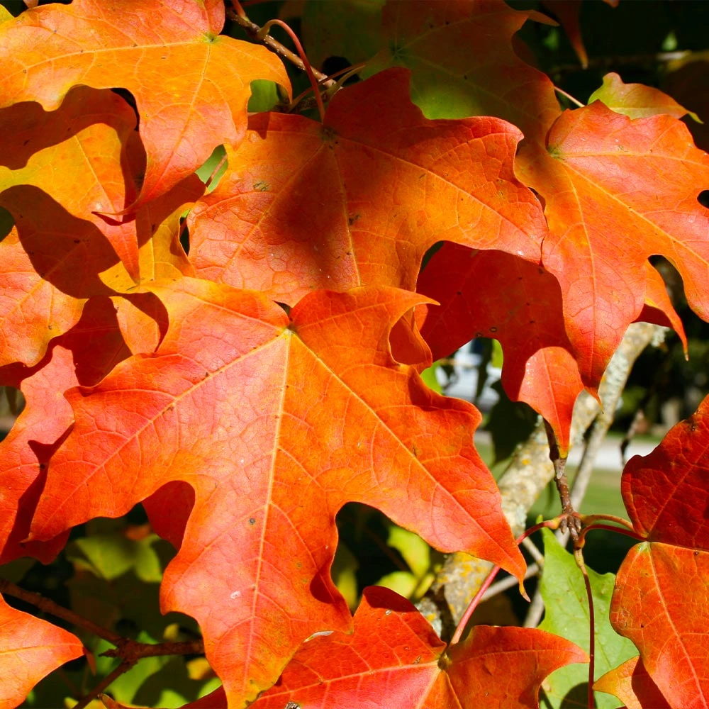Green Mountain Sugar Maple Tree 5 Green Mountain Sugar Maple Tree - Image 3