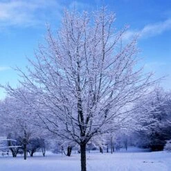 Green Mountain Sugar Maple Tree 13 Green Mountain Sugar Maple Tree -Green Plant Store Green Mountain Sugar Maple 5