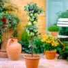 Tangy Green Columnar Apple Tree -Green Plant Store Green Columnar Apple FG 600x600 aa70b0ea f911 4e52 a020 dc872cd7860c