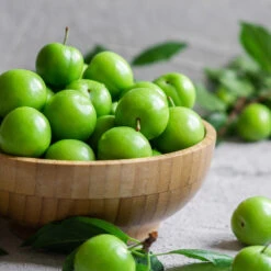 Green Gage Plum 11 Green Gage Plum -Green Plant Store Green Gage Plum 2