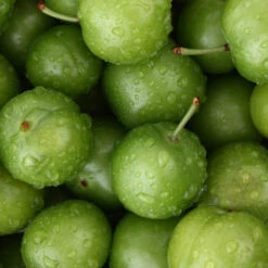 Green Gage Plum 9 Green Gage Plum -Green Plant Store Green Gage Plum 4
