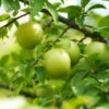 Green Gage Plum 1 Green Gage Plum -Green Plant Store Green Gage Plum 600x600 f3677a03 8f2c 4aed a91d 6b51be46e619