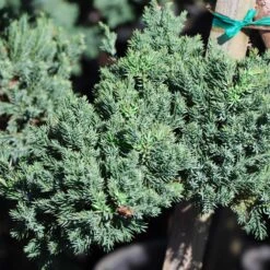 Green Mound Juniper Topiary 7 Green Mound Juniper Topiary -Green Plant Store Green Mound JUniper 3 FGT 95b457e9 9712 4329 b324 05ec99fb2809