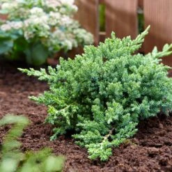 Green Mound Juniper 8 Green Mound Juniper -Green Plant Store Green Mound Juniper 3 FGT