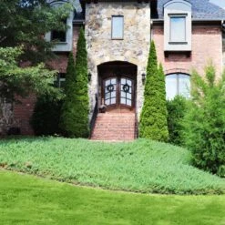 Green Mound Juniper 9 Green Mound Juniper -Green Plant Store Green Mound Juniper 4