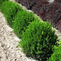 Green Velvet Boxwood Shrub -Green Plant Store Green Velvet Boxwood 2