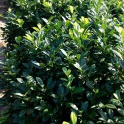 Greenfinity Cherry Laurel 8 Greenfinity Cherry Laurel -Green Plant Store Greenfinity Laurel 2